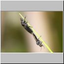 Dilophus febrilis - Dunkelfluegelige Haarmuecke-01a - 4-6mm.jpg